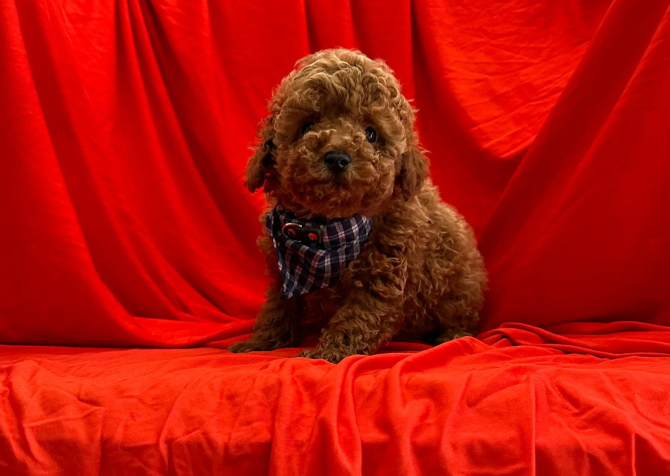 Safkan Toy Poodle Bebekler